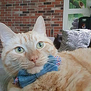 Kojak joined the competition — help win amazing prizes! cat, ginger_cat, orange_fur, blue_bow_tie, pet, animal, close_up, portrait, green_eyes, whiskers, indoors, brick_wall, couch, cushion, home, relaxed, sitting, furry, cute, formalwear