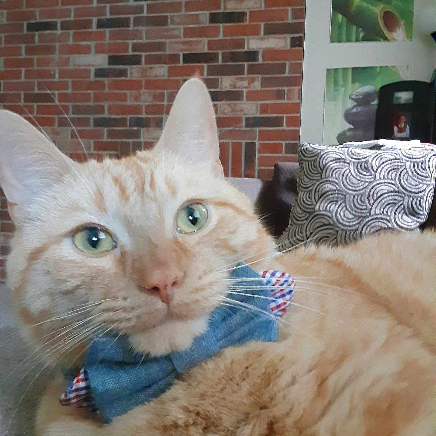 Kojak joined the competition — help win amazing prizes! cat, ginger_cat, orange_fur, blue_bow_tie, pet, animal, close_up, portrait, green_eyes, whiskers, indoors, brick_wall, couch, cushion, home, relaxed, sitting, furry, cute, formalwear