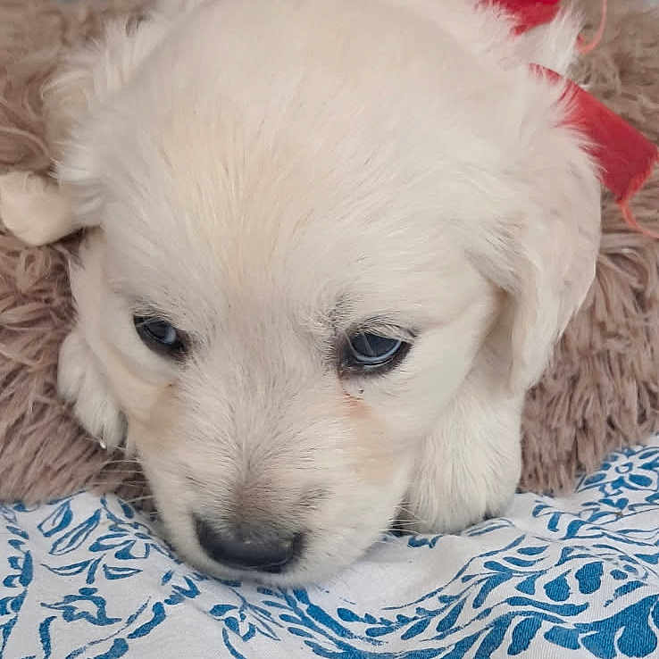 Aria a rejoint le concours — aidez-le/la à gagner de superbes lots ! adorable, animal, blanket, blue, close_up, cozy, cute, dog, fur, indoor, lying_down, patterned, pet, puppy, resting, ribbon, soft, white, white_fur, young