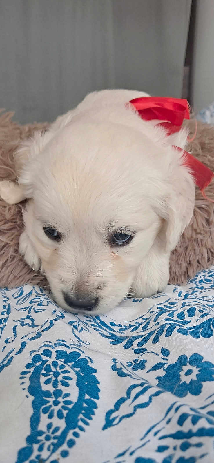 Aria a rejoint le concours — aidez-le/la à gagner de superbes lots ! puppy, dog, white_fur, ribbon, cute, pet, lying_down, blanket, patterned, blue, white, fur, close_up, indoor, adorable, young, animal, soft, cozy, resting