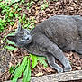 cat, gray_cat, animal, pet, outdoor, leaves, plants, nature, relaxed, lying_down, fur, whiskers, greenery, wood, close_up, mammal, wildlife, resting, eyes, daylight