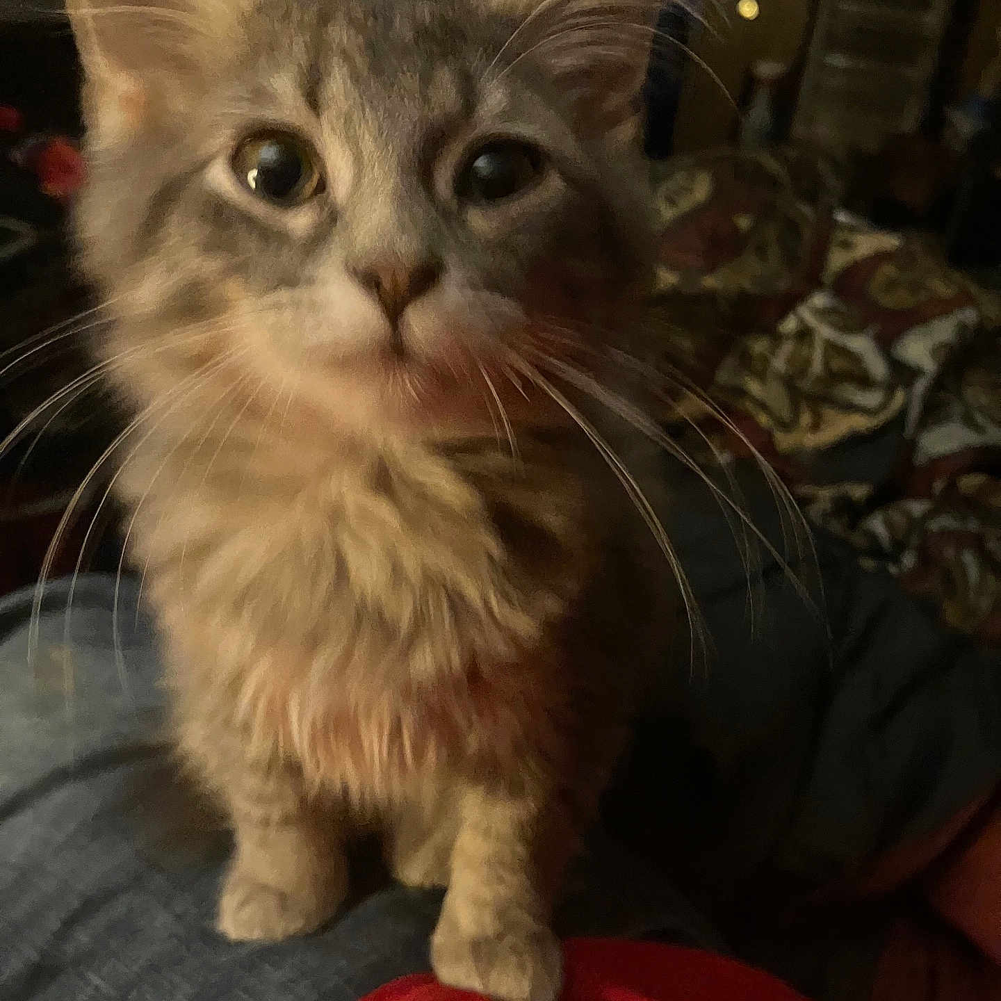 Penta is registered to the contest to win money with this photo: bed, big_eyes, blanket, cat, close_up, cozy, curious, domestic_cat, fur, indoor, jeans, kitten, lap, low_light, paws, pet, portrait, red_shirt, tabby, whiskers