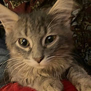 Penta is registered to the contest to win money with this photo: cat, kitten, close_up, whiskers, fur, paw, eyes, portrait, indoor, blanket, patterned_fabric, soft_focus, blurred, cute, pet, domestic_animal, young_animal, muzzle, face, cozy