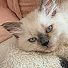 cat, kitten, fluffy, long_hair, blue_eyes, white_fur, cream_fur, pet, animal, close_up, portrait, adorable, cozy, blanket, indoors, resting, lying_down, whiskers, ears, face