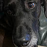Wolfy participe au concours pour gagner de l'argent avec cette photo : dog, black_dog, close_up, pet, animal, fur, brown_eyes, snout, whiskers, portrait, canine, indoors, calm, curious, face, nose, macro, detail, companion, muzzle