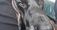 Wolfy participe au concours pour gagner de l'argent avec cette photo : animal, black_dog, canine, close_up, companion, couch, dog, domestic_animal, ears, expression, face, fur, human_arm, indoor, nose, pet, relaxation, resting, snout, whiskers