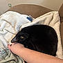 black_cat, cat, pet, blanket, couch, arm, resting, indoor, cozy, fur, yellow_eyes, curled_up, soft_texture, relaxed, domestic_animal, closeup, comfort, snuggling, home, animal