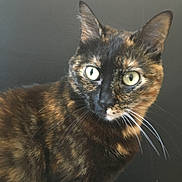 Paloma a rejoint le concours — aidez-le/la à gagner de superbes lots ! cat, tortoiseshell_cat, feline, pet, whiskers, green_eyes, close_up, portrait, fur, ears, curious, looking_at_camera, indoor, domestic_cat, mammal, head, animal, beautiful, black_background, face