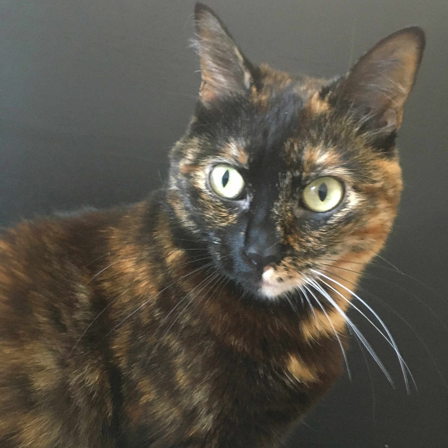 Paloma