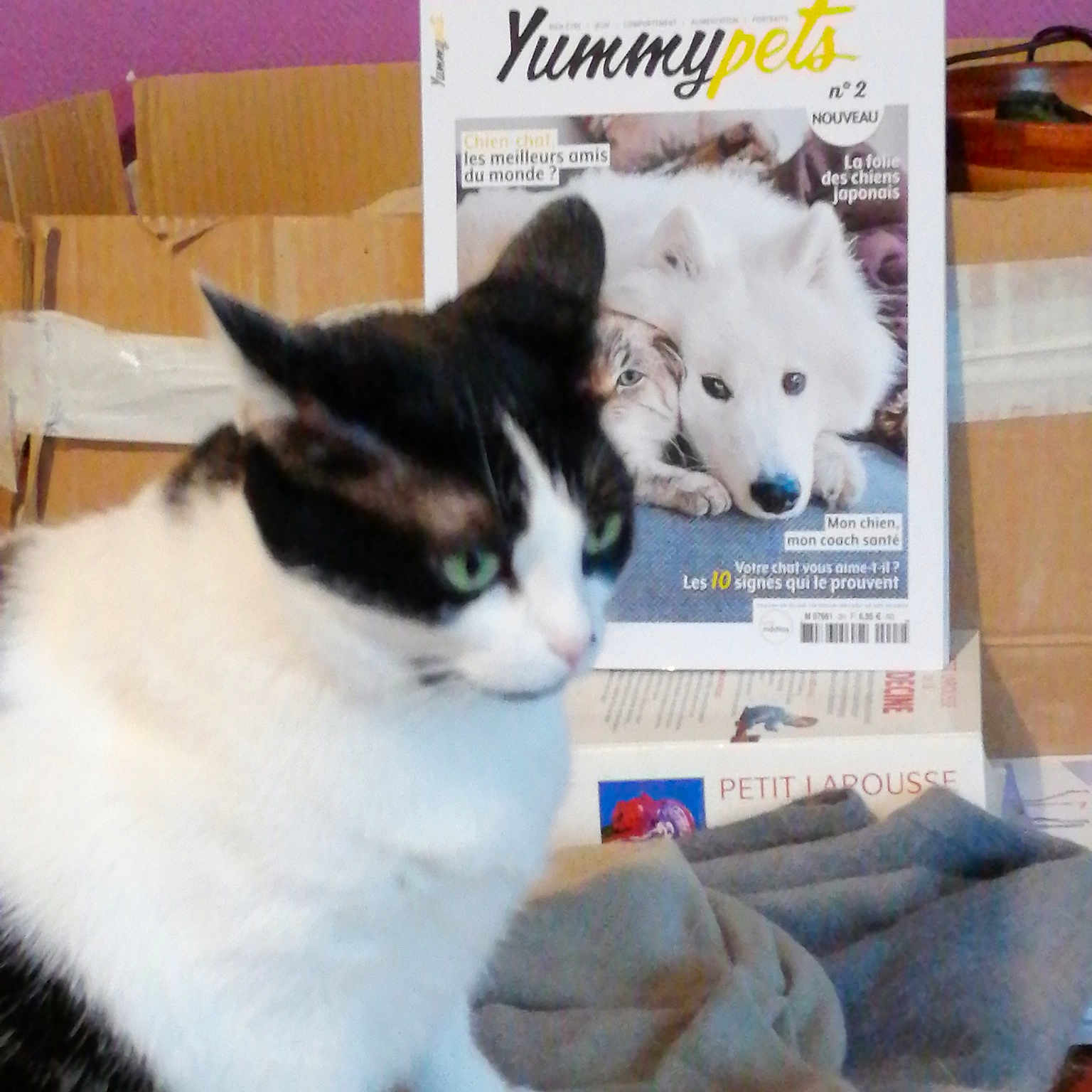 Bibiche a rejoint le concours — aidez-le/la à gagner de superbes lots ! aegean_cat, carnivore, cat, domestic_short_haired_cat, ear, european_shorthair, felidae, fur, kitten, mammal, paw, photo_caption, polydactyl_cat, small_to_medium_sized_cats, tail, turkish_angora, whiskers