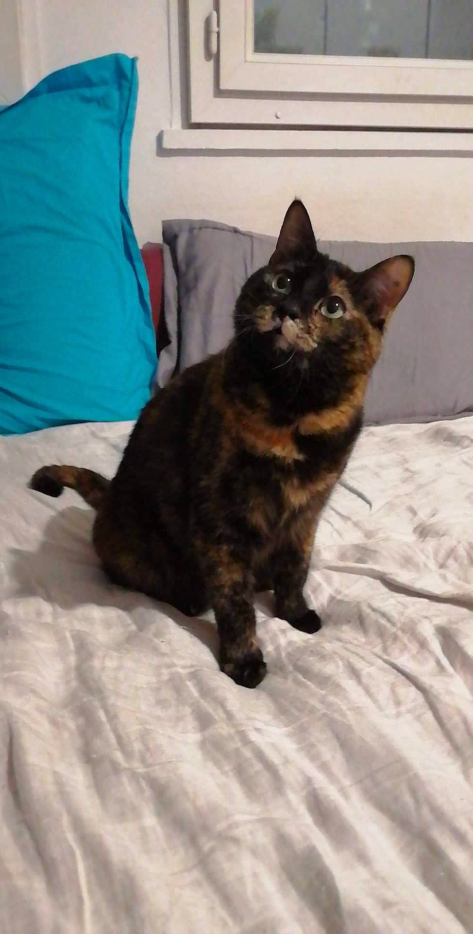 Océane a rejoint le concours — aidez-le/la à gagner de superbes lots ! asian, black_cat, carnivore, cat, cymric, domestic_long_haired_cat, domestic_short_haired_cat, european_shorthair, fawn, felidae, fur, german_rex, kitten, kurilian_bobtail, mammal, polydactyl_cat, small_to_medium_sized_cats, tail, vertebrate, whiskers