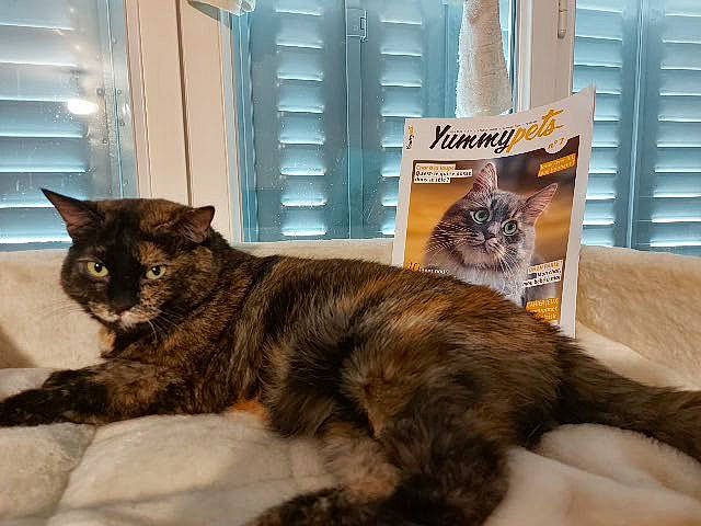 Océane a rejoint le concours — aidez-le/la à gagner de superbes lots ! asian, carnivore, cat, domestic_short_haired_cat, european_shorthair, felidae, fur, kitten, maine_coon, mammal, small_to_medium_sized_cats, tabby_cat, tail, whiskers, window