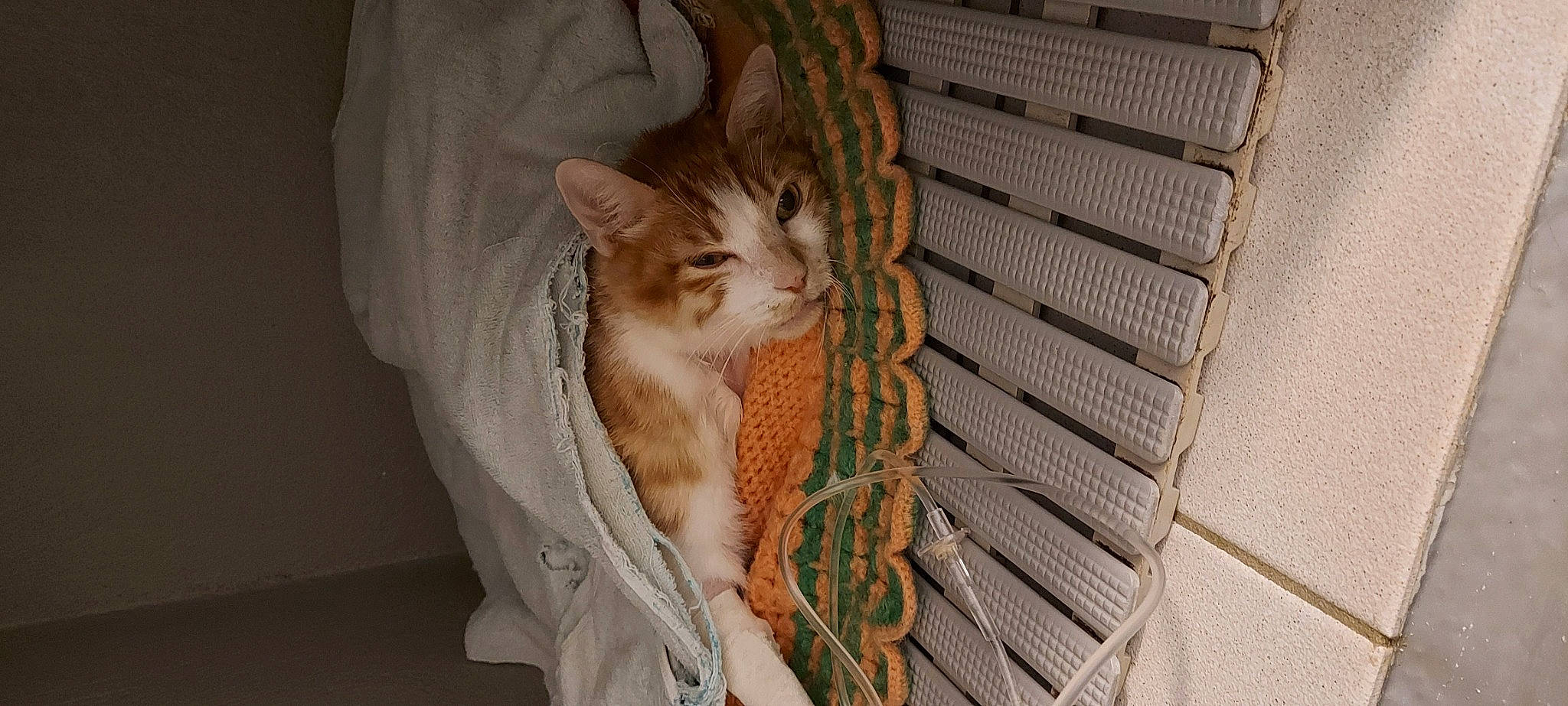 Espérance participe au concours pour gagner de l'argent avec cette photo : animal_shelter, automotive_tire, carnivore, cat, claw, comfort, domestic_short_haired_cat, door, fawn, felidae, fur, mesh, paw, small_to_medium_sized_cats, snout, tail, terrestrial_animal, whiskers, window, wood