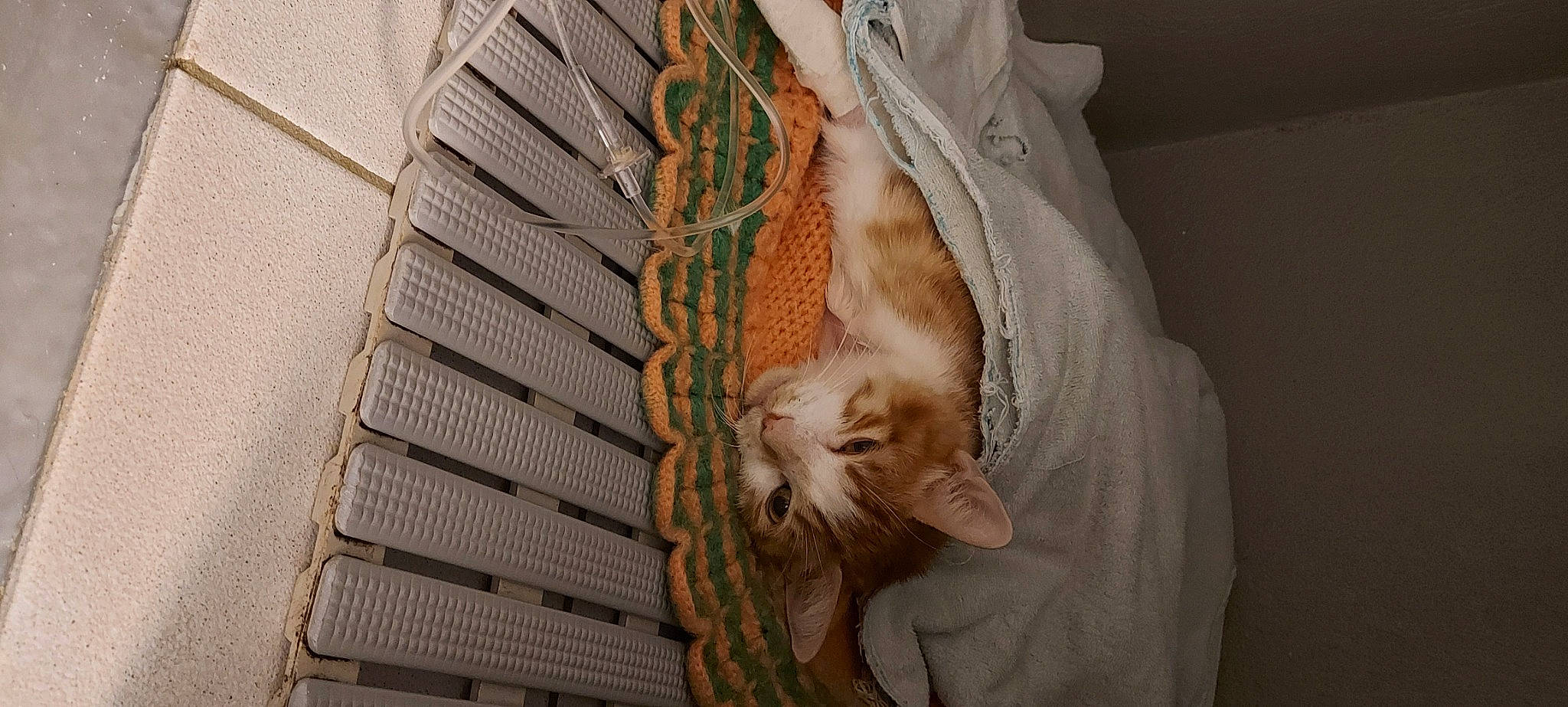 Espérance participe au concours pour gagner de l'argent avec cette photo : animal_shelter, carnivore, cat, cat_supply, claw, comfort, domestic_short_haired_cat, fawn, felidae, fur, linens, nap, paw, peach, small_to_medium_sized_cats, snout, tail, whiskers, wood, wool