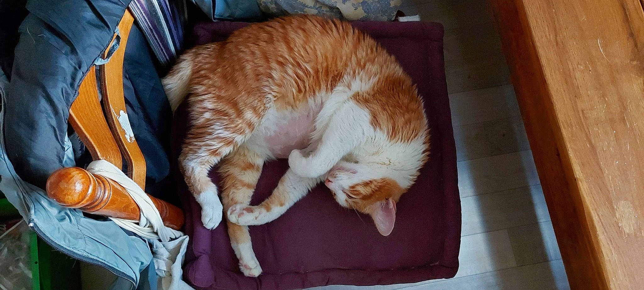 Espérance participe au concours pour gagner de l'argent avec cette photo : carnivore, cat, comfort, felidae, fur, home_accessories, liver, nap, paw, sleep, small_to_medium_sized_cats, tail, vertebrate, whiskers, wood_stain