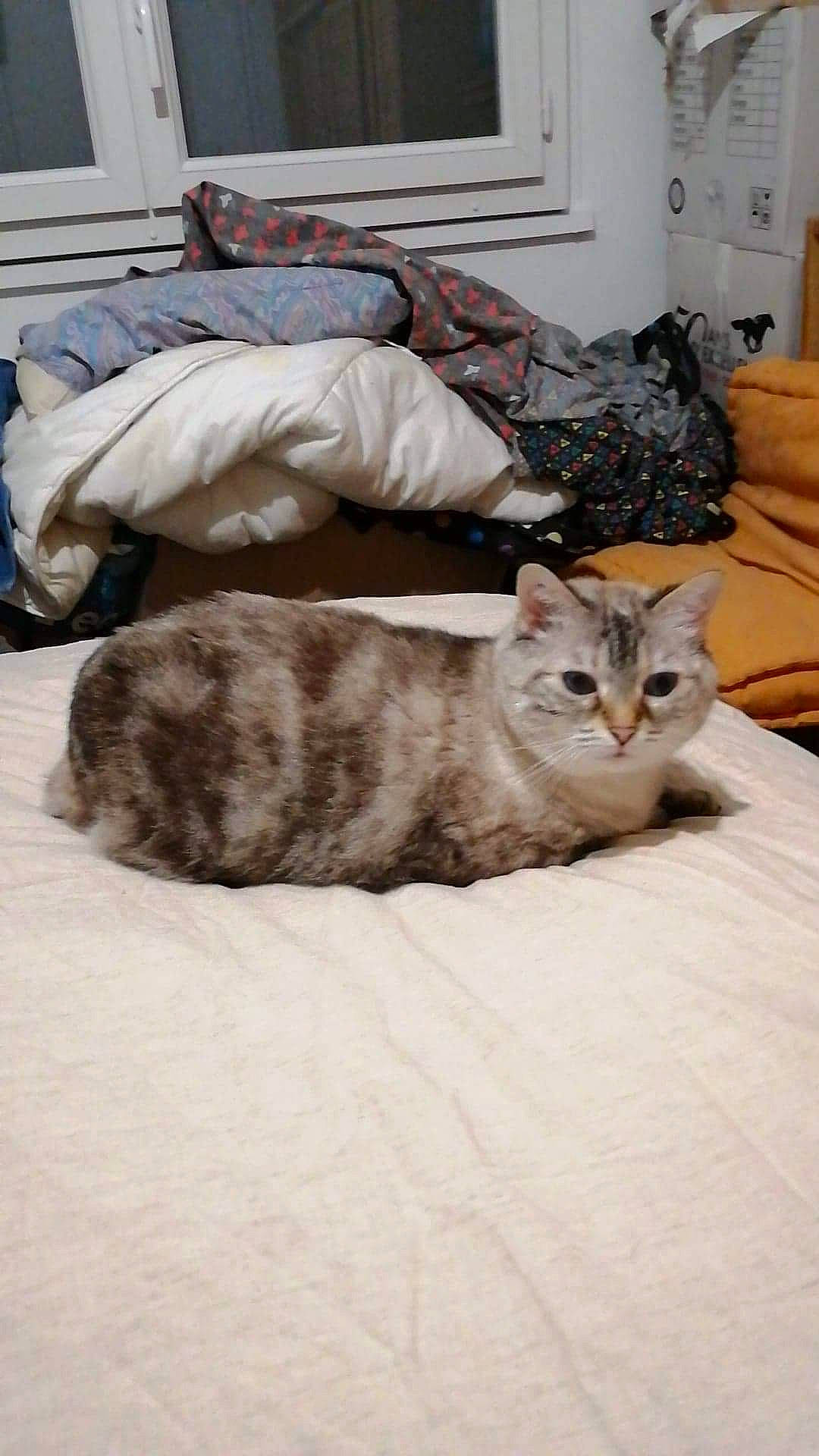 Fanny a rejoint le concours — aidez-le/la à gagner de superbes lots ! american_shorthair, asian, bengal, carnivore, cat, domestic_short_haired_cat, dragon_li, european_shorthair, fawn, felidae, fur, kitten, mammal, small_to_medium_sized_cats, tabby_cat, whiskers