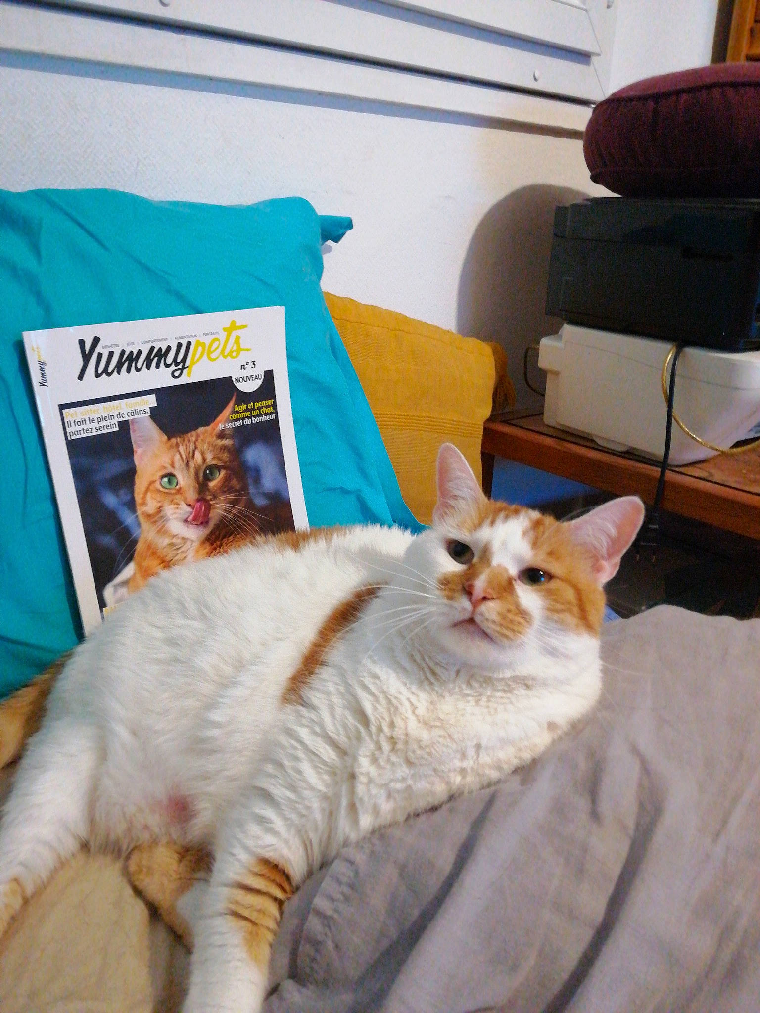 Bis Djeff a rejoint le concours — aidez-le/la à gagner de superbes lots ! aegean_cat, asian, carnivore, cat, colorpoint_shorthair, ear, european_shorthair, felidae, fur, german_rex, kitten, mammal, small_to_medium_sized_cats, tail, turkish_van, whiskers