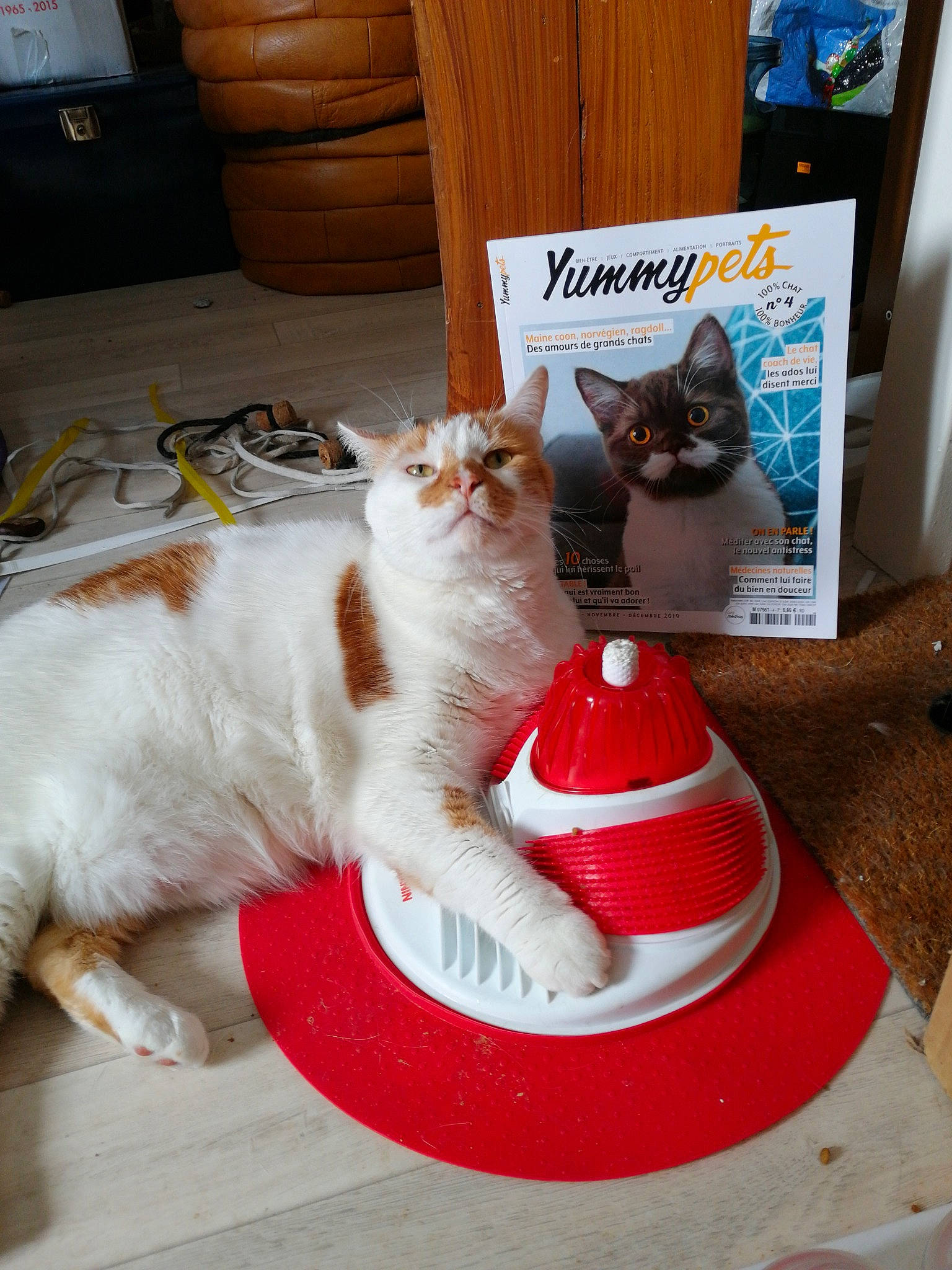 Bis Djeff a rejoint le concours — aidez-le/la à gagner de superbes lots ! carnivore, cat, cat_supply, european_shorthair, felidae, kitten, norwegian_forest_cat, ragamuffin, small_to_medium_sized_cats, whiskers