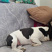 Aime a rejoint le concours — aidez-le/la à gagner de superbes lots ! dog, sleeping, couch, pillow, indoor, resting, pet, black_and_white, canine, fur, paw, relaxation, home, cozy, animal, domestic_animal, quiet, nap, comfort, furniture