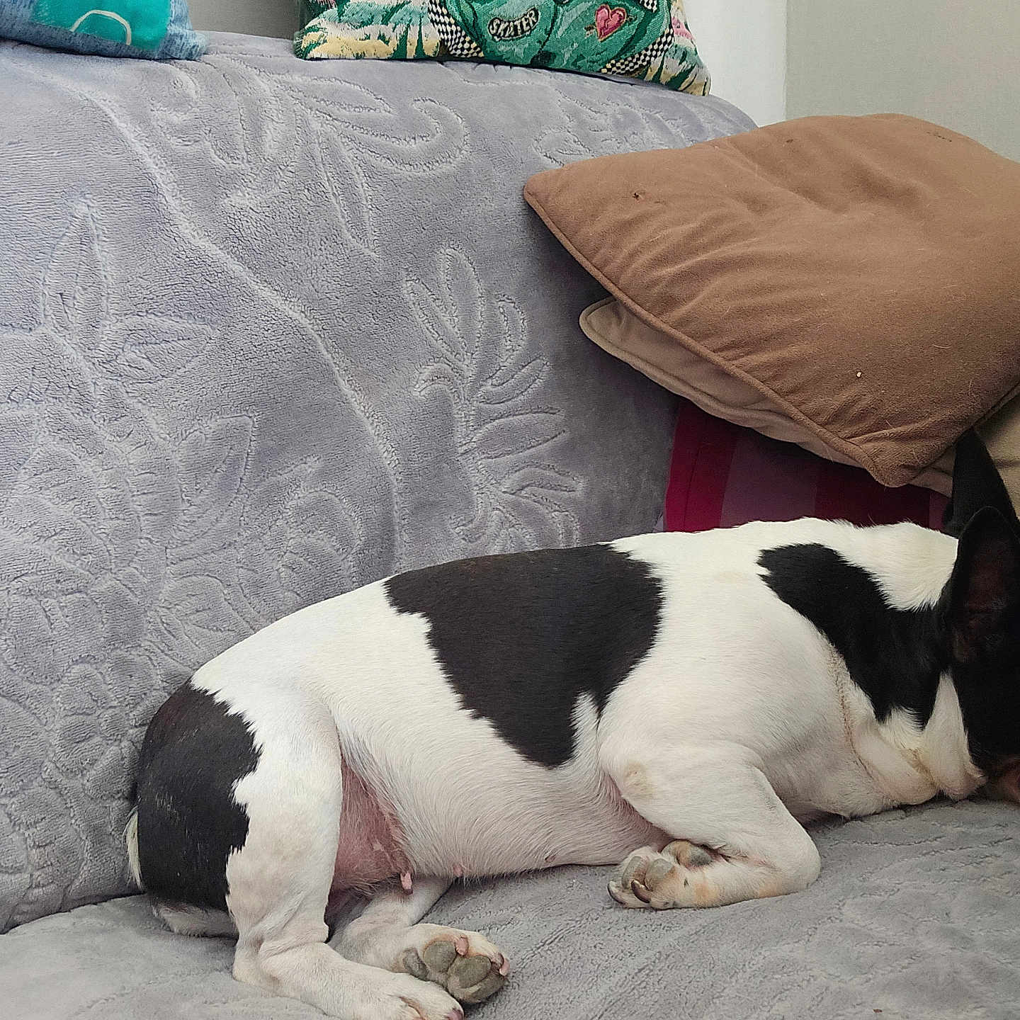 Aime a rejoint le concours — aidez-le/la à gagner de superbes lots ! dog, sleeping, couch, pillow, indoor, resting, pet, black_and_white, canine, fur, paw, relaxation, home, cozy, animal, domestic_animal, quiet, nap, comfort, furniture