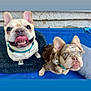 dog, french_bulldog, pet, animal, cute, blue_collar, tongue_out, brown_dog, white_dog, cushion, indoor, close_up, portrait, two_dogs, ears_up, looking_up, playful, friendly, companions, resting