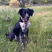 Kina a rejoint le concours — aidez-le/la à gagner de superbes lots ! dog, black_and_white, sitting, grass, meadow, wildflowers, trees, outdoor, nature, happy, pet, collar, tongue_out, canine, field, summer, sunlight, fur, animal, scenic