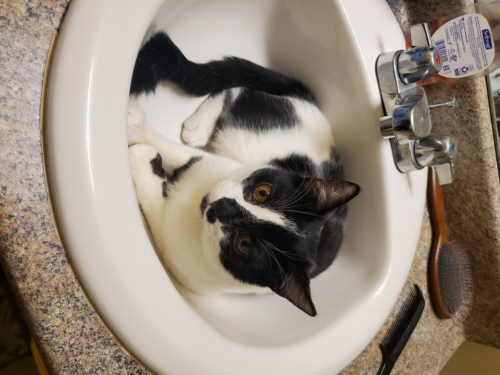 Picasso joined the competition — help win amazing prizes! cat, whiskers