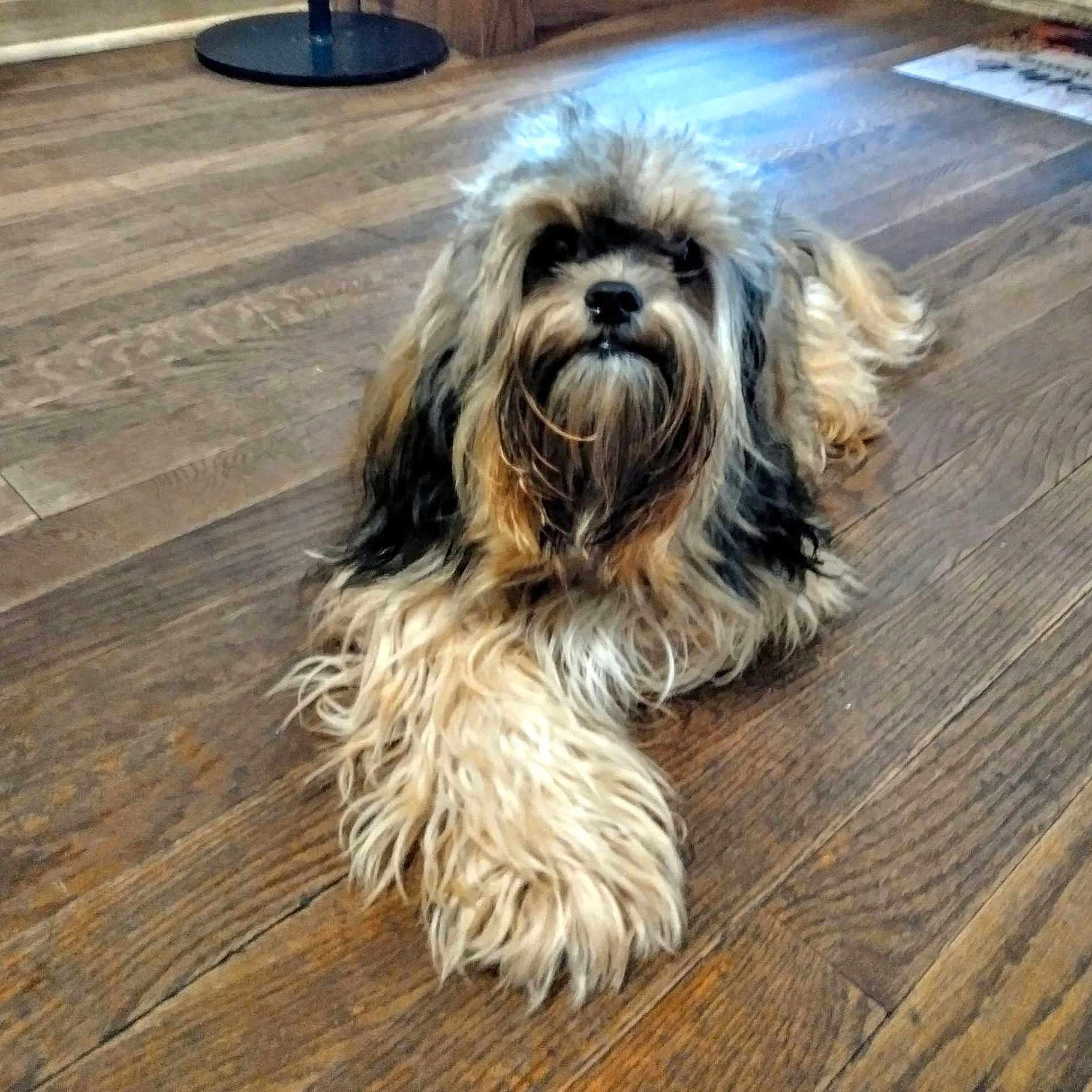 Teddu Macfarland is registered to the contest to win money with this photo: animal, black, brown, companion, cute, dog, domestic, fluffy, fur, indoor, laying_down, long_hair, mammal, paw, pet, portrait, relaxed, shaggy, tan, wooden_floor