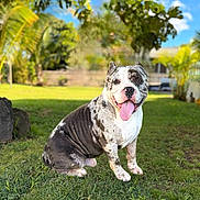Fatman is registered to the contest to win money with this photo: animal, backyard, blue_sky, canine, cute, dog, grass, greenery, happy, leaf, nature, outdoor, pet, portrait, sitting, spot_pattern, summer, sunny, tongue_out, tree