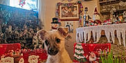 Vicky a rejoint le concours — aidez-le/la à gagner de superbes lots ! puppy, dog, table, christmas, holiday_decorations, santa_claus, snowman, tinsel, indoor, window, curtains, plant, grass, red_chair, decorative_figures, festive, cute, small_dog, cozy, ornaments