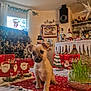puppy, dog, table, christmas, holiday_decorations, santa_claus, snowman, tinsel, indoor, window, curtains, plant, grass, red_chair, decorative_figures, festive, cute, small_dog, cozy, ornaments