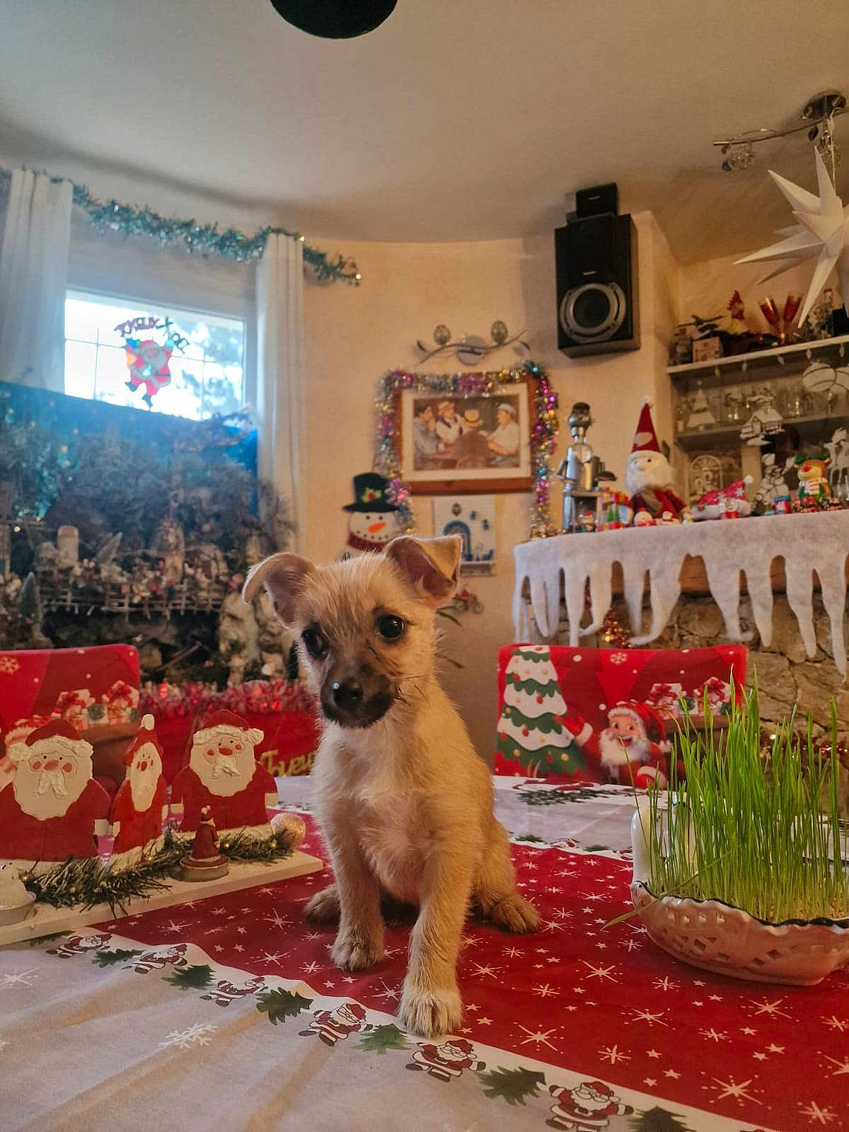 Vicky a rejoint le concours — aidez-le/la à gagner de superbes lots ! puppy, dog, table, christmas, holiday_decorations, santa_claus, snowman, tinsel, indoor, window, curtains, plant, grass, red_chair, decorative_figures, festive, cute, small_dog, cozy, ornaments