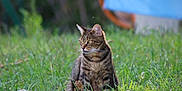 Cannelle a rejoint le concours — aidez-le/la à gagner de superbes lots ! cat, tabby, grass, outdoor, animal, pet, nature, feline, greenery, mammal, wildlife, sitting, alert, fur, whiskers, daylight, blurred_background, rock, closeup, curious