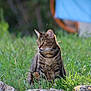 alert, animal, blurred_background, cat, closeup, curious, daylight, feline, fur, grass, greenery, mammal, nature, outdoor, pet, rock, sitting, tabby, whiskers, wildlife
