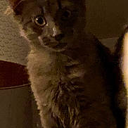 Mougly participe au concours pour gagner de l'argent avec cette photo : cat, kitten, pet, indoor, low_light, portrait, fur, whiskers, eyes, staring, mammal, close_up, cozy, shadow, lamp, furniture, wall, standing, vertical, domestic_cat