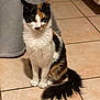 Princesse participe au concours pour gagner de l'argent avec cette photo : cat, calico_cat, pet, sitting, tile_floor, long_tail, white_fur, black_fur, orange_fur, whiskers, pointy_ears, green_eyes, front_paws, indoor, blanket, cabinet, curious_expression, portrait, domestic_cat, fur