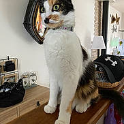 Princesse a rejoint le concours — aidez-le/la à gagner de superbes lots ! cat, calico_cat, pet, indoor, mirror, wooden_surface, banister, lamp, basket, hat, collar, green_eyes, whiskers, paws, tail, home_decor, photography, table, wall, furniture