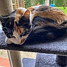 Princesse a rejoint le concours — aidez-le/la à gagner de superbes lots ! animal, calico, cat, cat_tree, curled_up, daylight, ears, fur, garden, greenery, indoor, looking_out, nose, pet, platform, relaxed, resting, scratching_post, whiskers, window