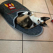 Princesse participe au concours pour gagner de l'argent avec cette photo : animal, calico, cat, cozy, curious, cute, felt, floor, fur, household, indoor, kitten, owl_design, pet, playful, resting, slipper, small, tile, whiskers