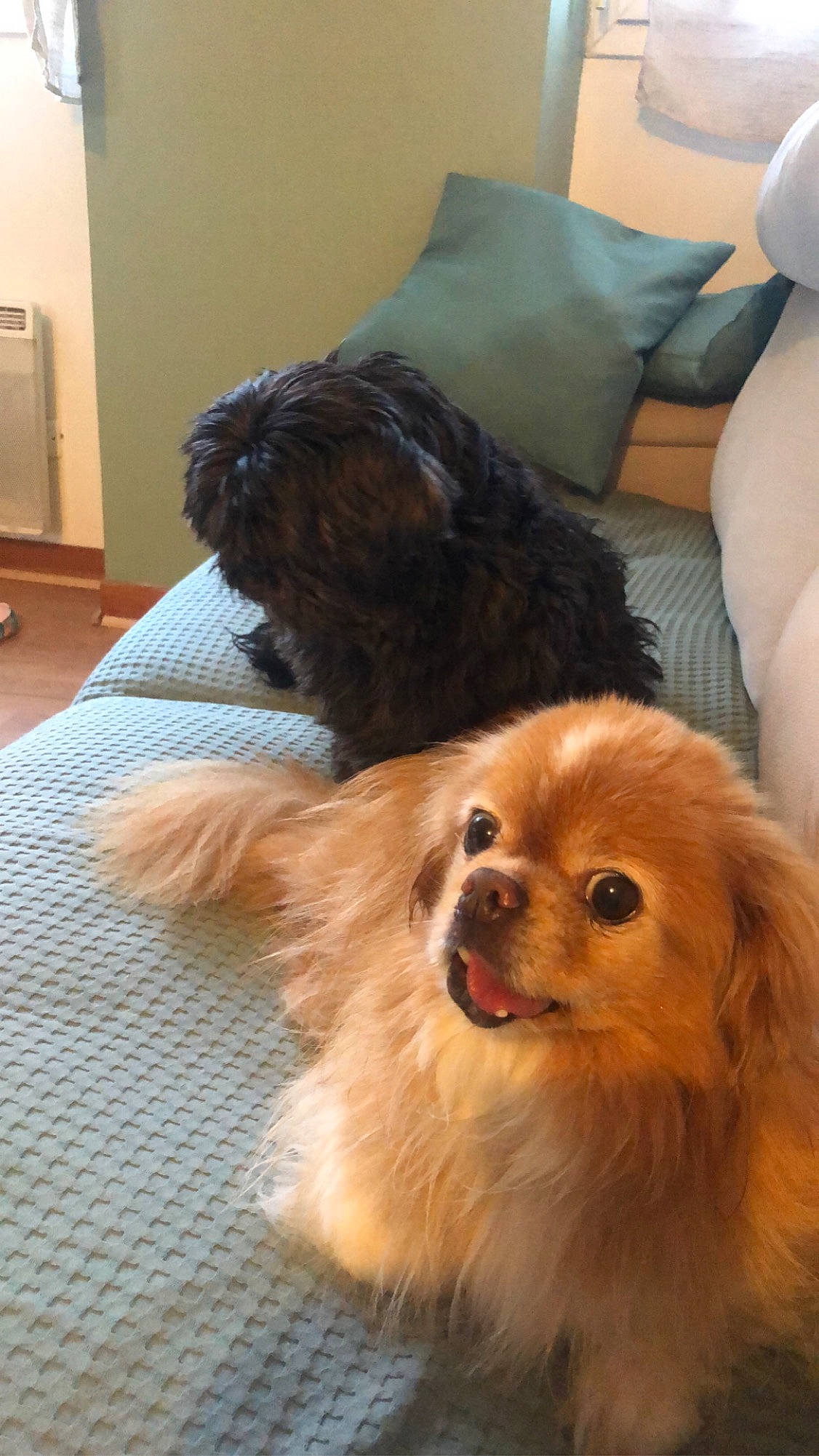 Hollin a rejoint le concours — aidez-le/la à gagner de superbes lots ! canidae, carnivore, comfort, companion_dog, dog, dog_breed, dog_supply, fawn, fur, liver, non_sporting_group, small_terrier, snout, spaniel, sporting_group, terrestrial_animal, terrier, toy_dog, whiskers, working_animal