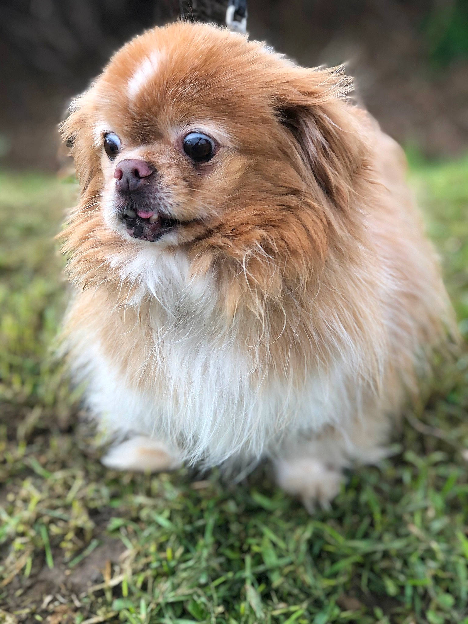 Hollin participe au concours pour gagner de l'argent avec cette photo : canidae, carnivore, close_up, companion_dog, dog, dog_breed, fawn, fur, german_spitz, grass, liver, non_sporting_group, puppy, spitz, sporting_group, terrestrial_animal, toy_dog, whiskers, wildlife, working_animal