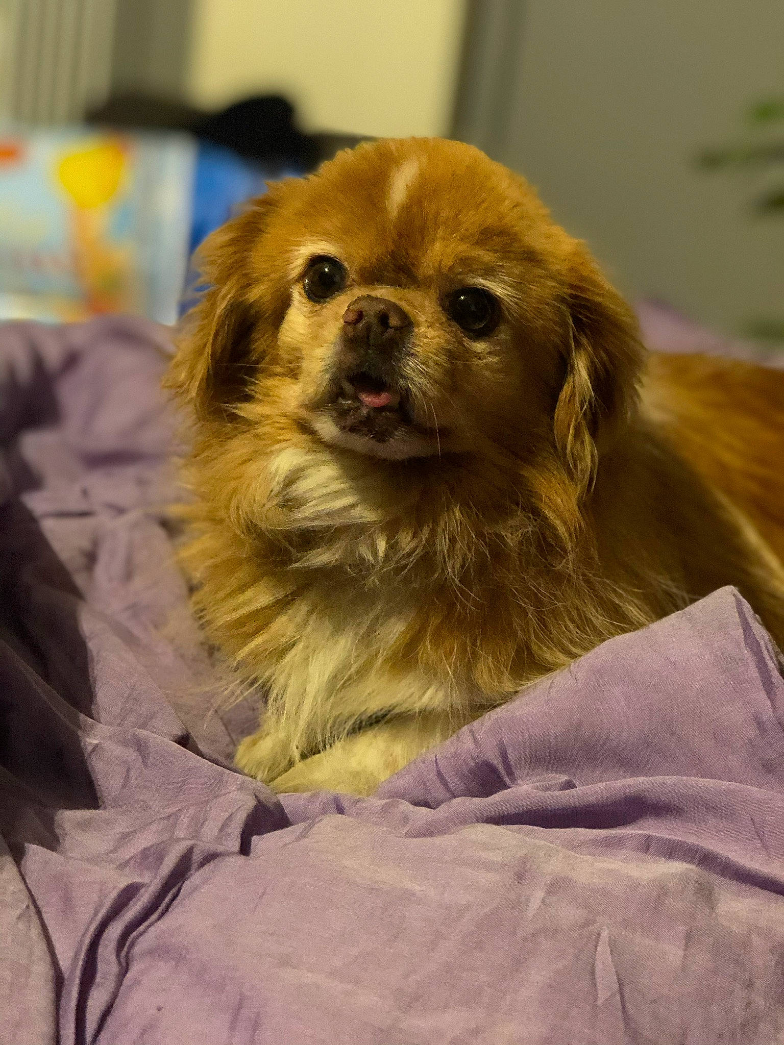 Hollin participe au concours pour gagner de l'argent avec cette photo : canidae, carnivore, companion_dog, dog, dog_breed, dog_supply, eye, fawn, fur, hair, liver, puppy, snout, sporting_group, terrestrial_animal, tibetan_spaniel, toy_dog, volpino_italiano, whiskers, working_animal