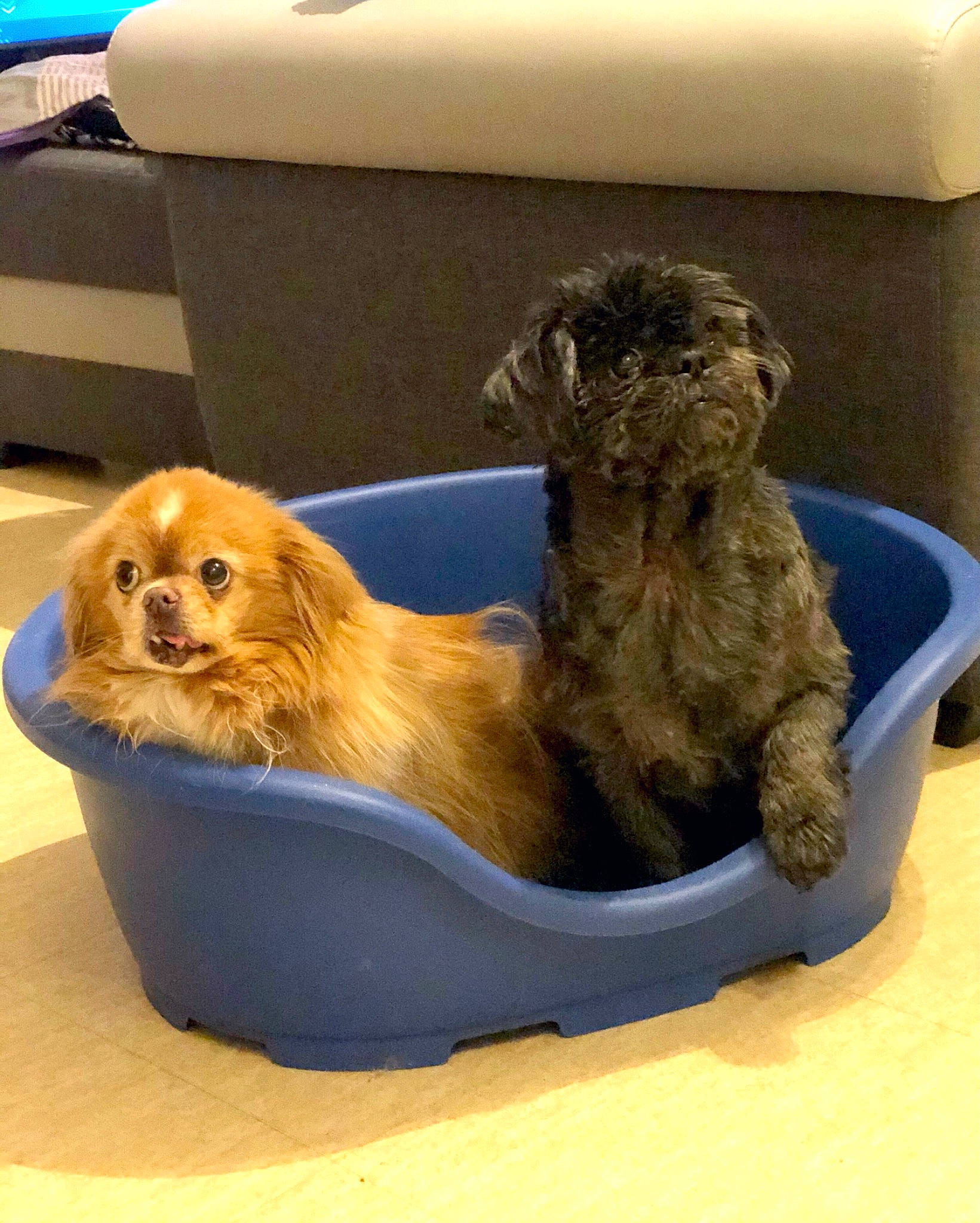 Hollin participe au concours pour gagner de l'argent avec cette photo : ancient_dog_breeds, animal_feed, canidae, carnivore, companion_dog, dog, dog_bed, dog_breed, dog_supply, fawn, fur, liver, paw, pet_supply, puppy, snout, sporting_group, terrestrial_animal, toy_dog, working_animal