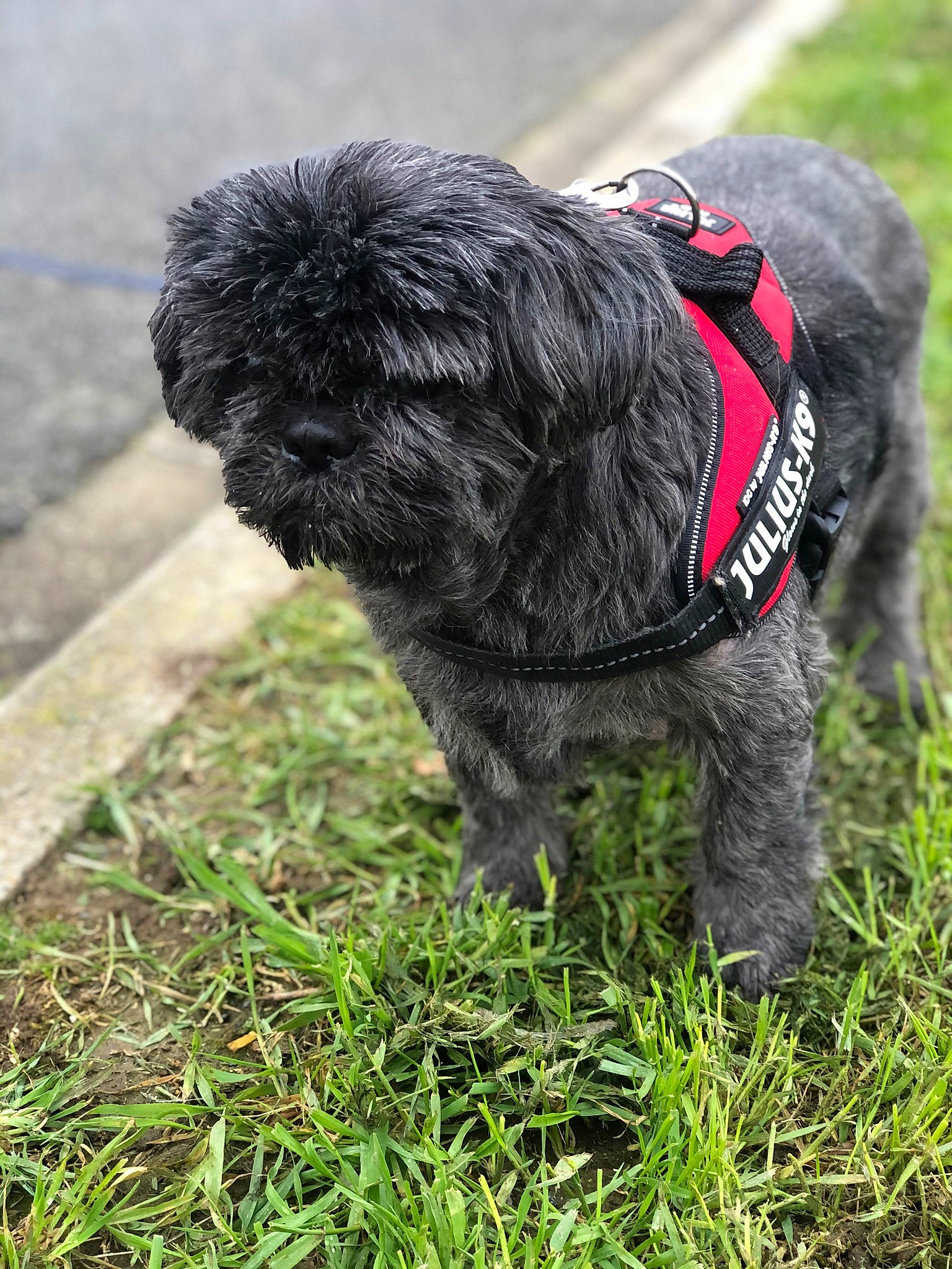 Dincky a rejoint le concours — aidez-le/la à gagner de superbes lots ! canidae, carnivore, collar, companion_dog, dog, dog_breed, dog_supply, fur, grass, non_sporting_group, poodle_crossbreed, puppy, small_terrier, snout, sporting_group, tail, terrier, toy_dog, water_dog, working_dog