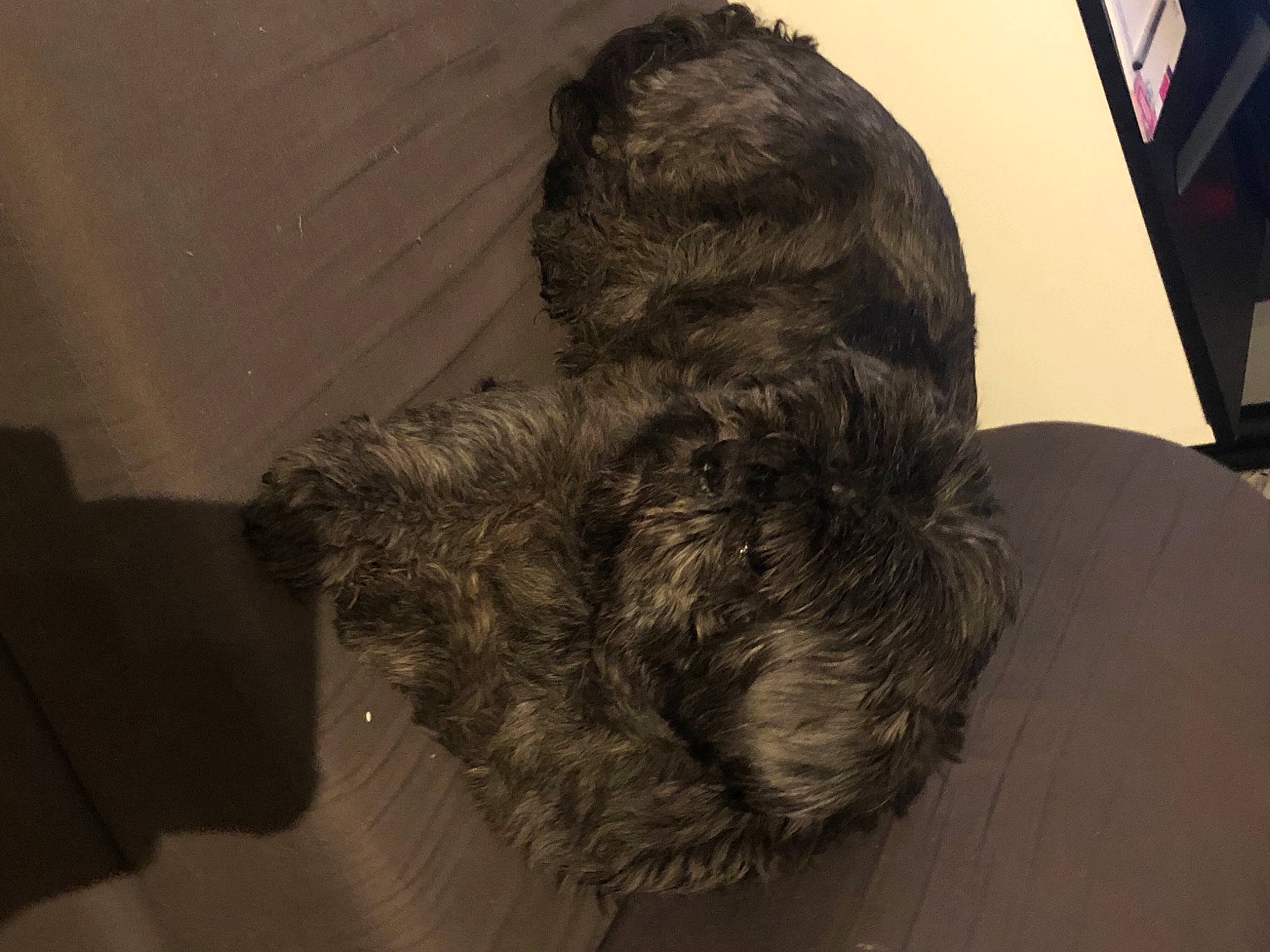 Dincky a rejoint le concours — aidez-le/la à gagner de superbes lots ! art, canidae, carnivore, comfort, companion_dog, dog_breed, felidae, flooring, fur, grey, room, sleeve, small_to_medium_sized_cats, snout, sporting_group, tail, visual_arts, whiskers, wood, wool