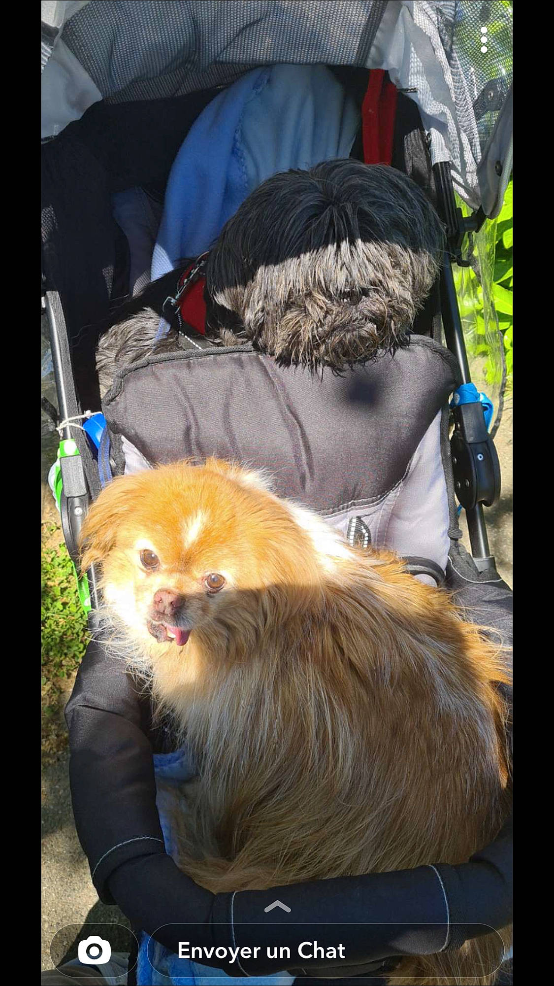 Dincky participe au concours pour gagner de l'argent avec cette photo : bag, canidae, carnivore, comfort, companion_dog, dog_breed, fawn, felidae, fur, golden_lion_tamarin, liver, luggage_and_bags, mammal, primate, sitting, snout, sporting_group, terrestrial_animal, vertebrate, whiskers