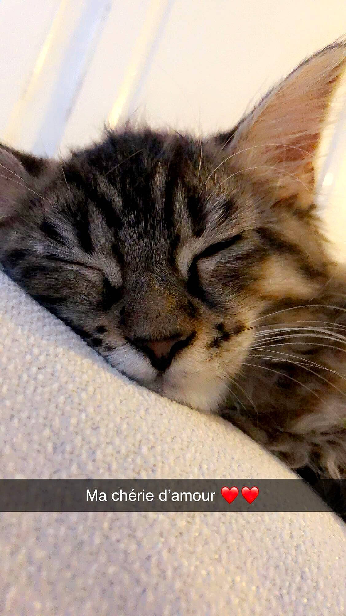 Skully participe au concours pour gagner de l'argent avec cette photo : carnivore, cat, claw, comfort, domestic_short_haired_cat, fawn, felidae, fur, nap, organism, paw, photo_caption, small_to_medium_sized_cats, snout, terrestrial_animal, whiskers, wildlife