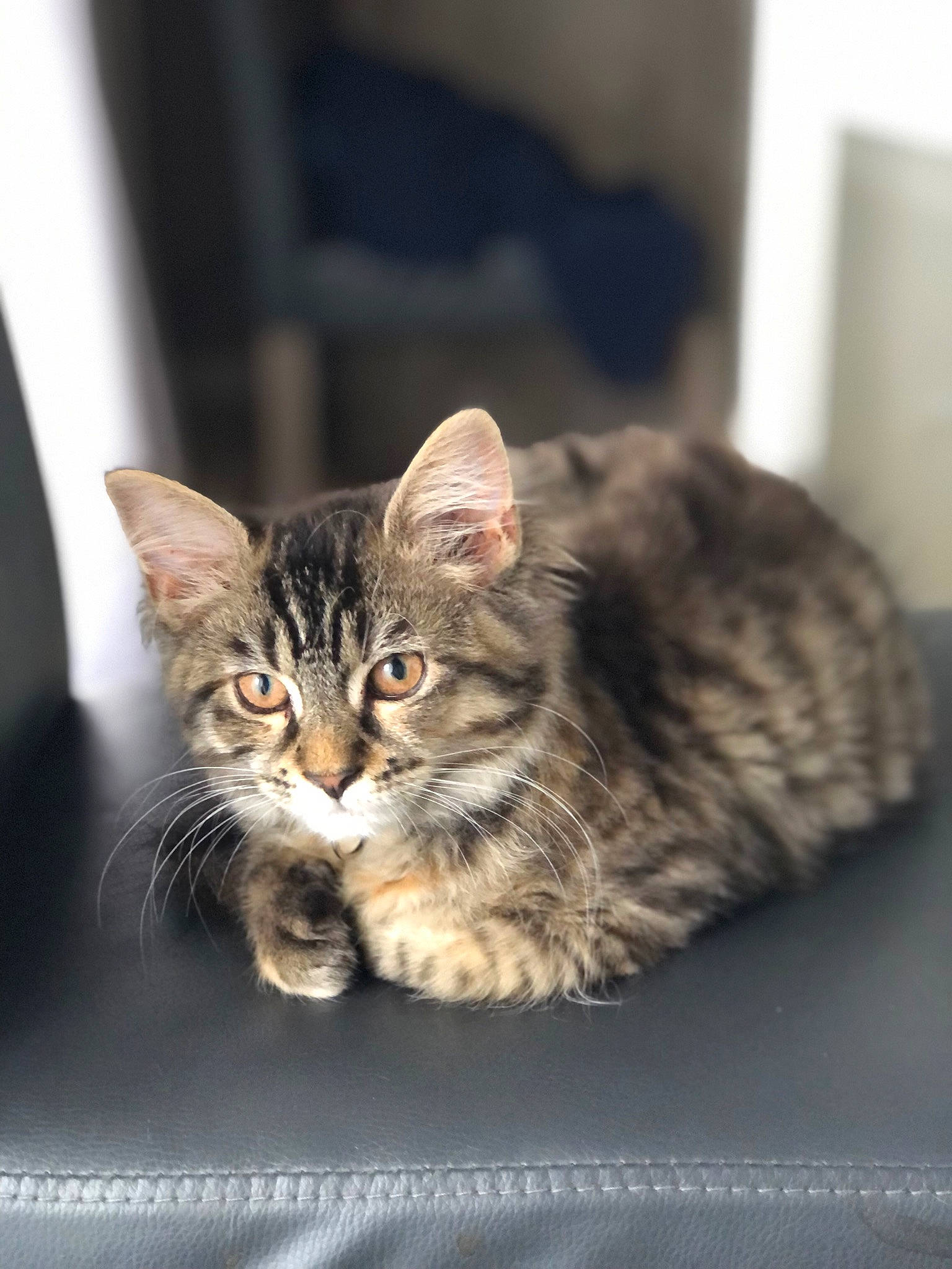 Skully a rejoint le concours — aidez-le/la à gagner de superbes lots ! carnivore, cat, domestic_short_haired_cat, door, felidae, fur, paw, small_to_medium_sized_cats, snout, terrestrial_animal, whiskers, window