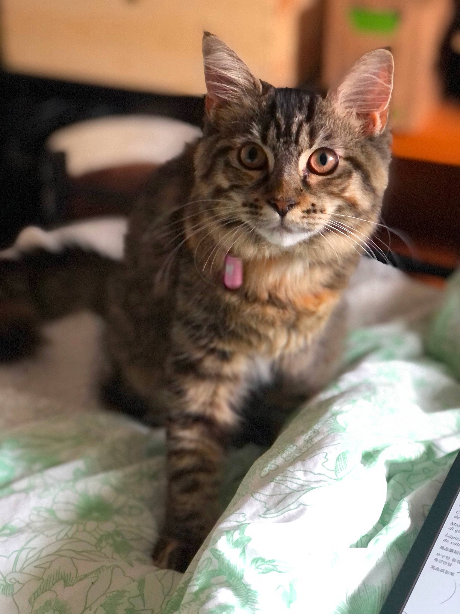 Skully participe au concours pour gagner de l'argent avec cette photo : carnivore, cat, claw, comfort, domestic_short_haired_cat, felidae, fur, paw, sitting, small_to_medium_sized_cats, snout, terrestrial_animal, tree, whiskers, wildlife