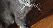 Harry Pawter is registered to the contest to win money with this photo: abyssinian, animal, brasssection, cat, egyptiancat, hardwood, horn, indoors, interiordesign, kitten, manx, musicalinstrument, pet, plywood, stainedwood, wood